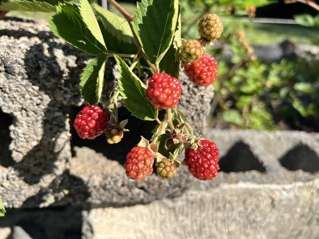 raspberries growing