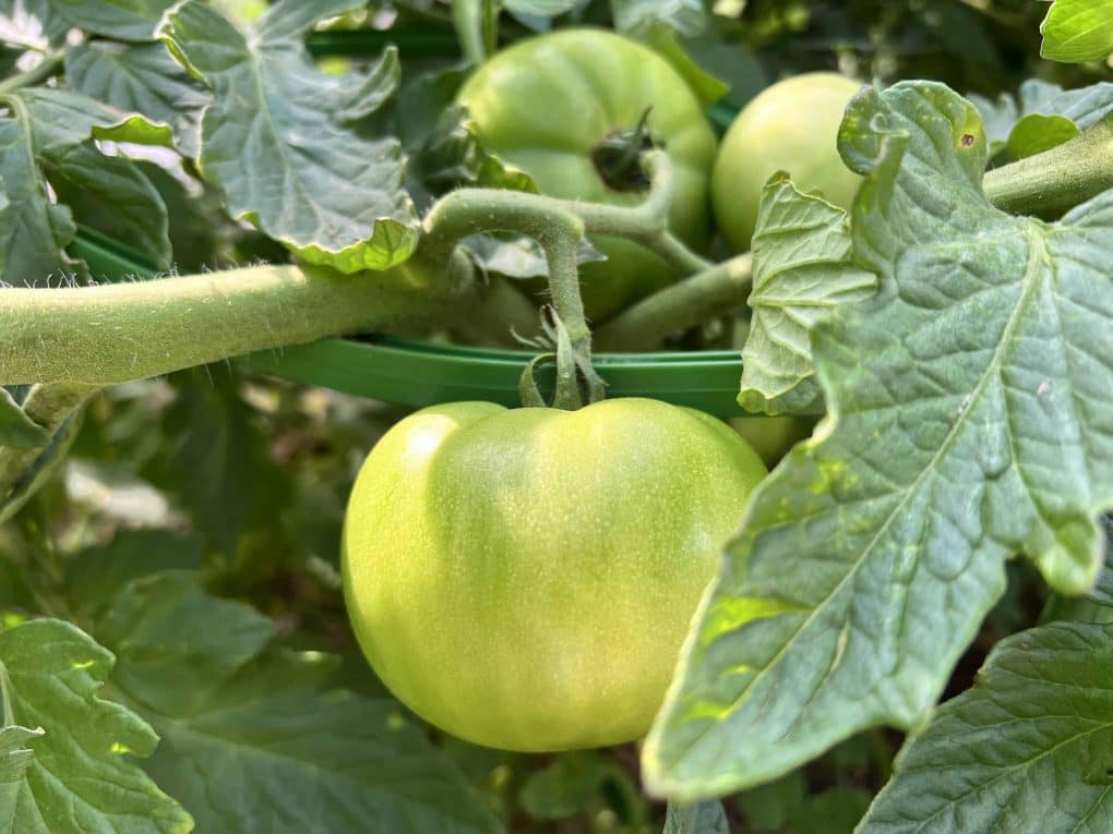 tomatoes growing