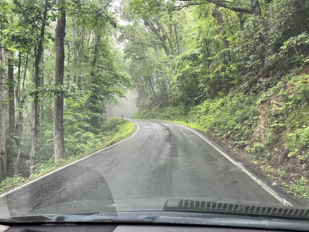 beautiful forest drive in the fog