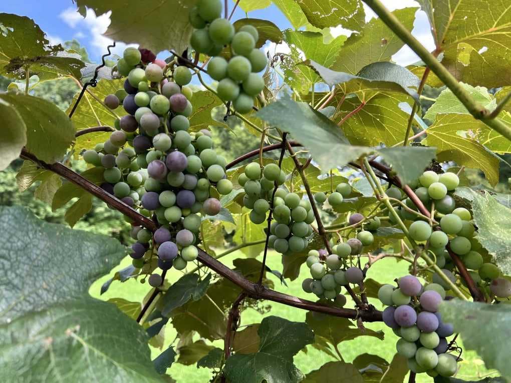 grapes growing on a grapevine