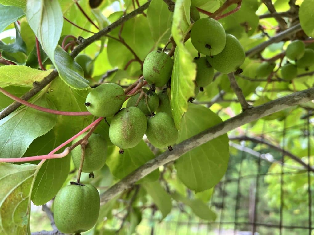 kiwi berries growing