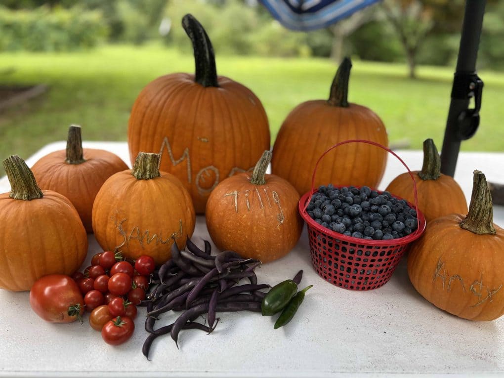 pumpkins and other homegrown food on a picnic table