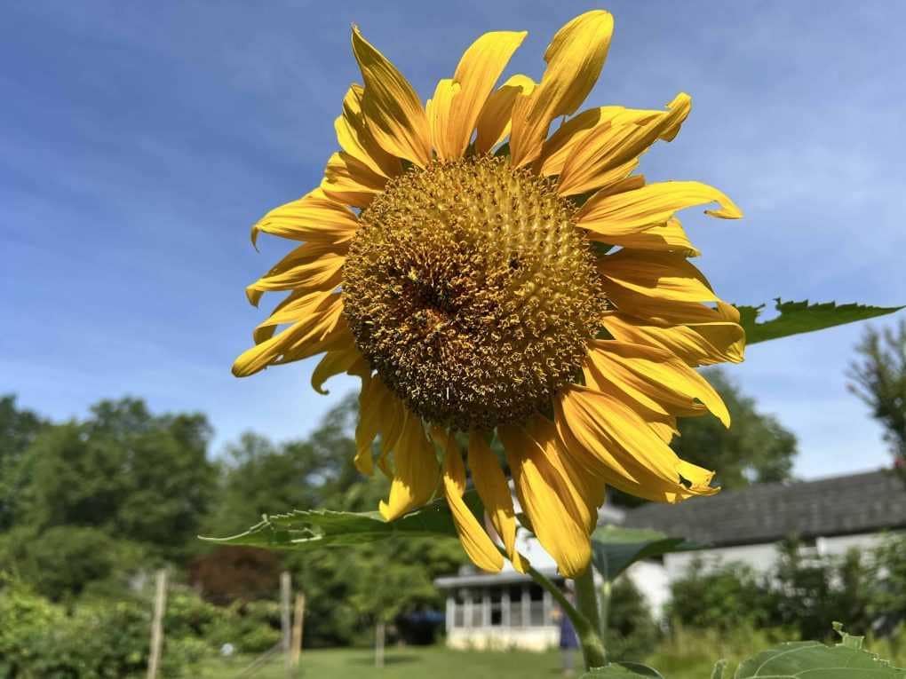 sunflower in front of the sky