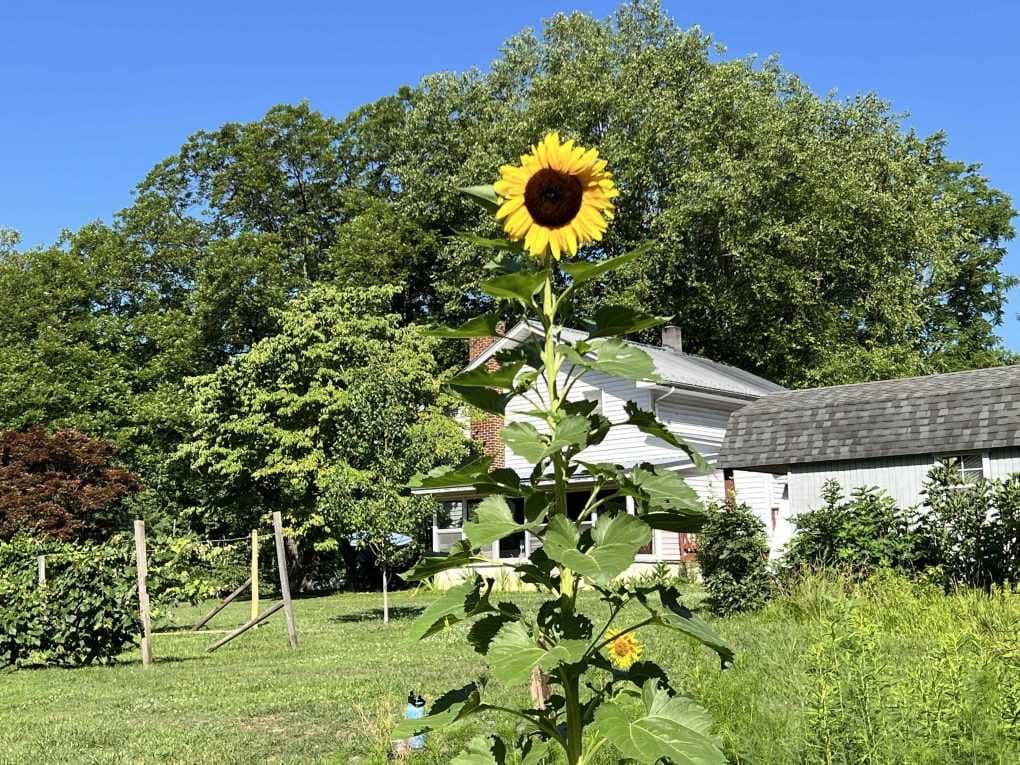 sunflower with house behind it