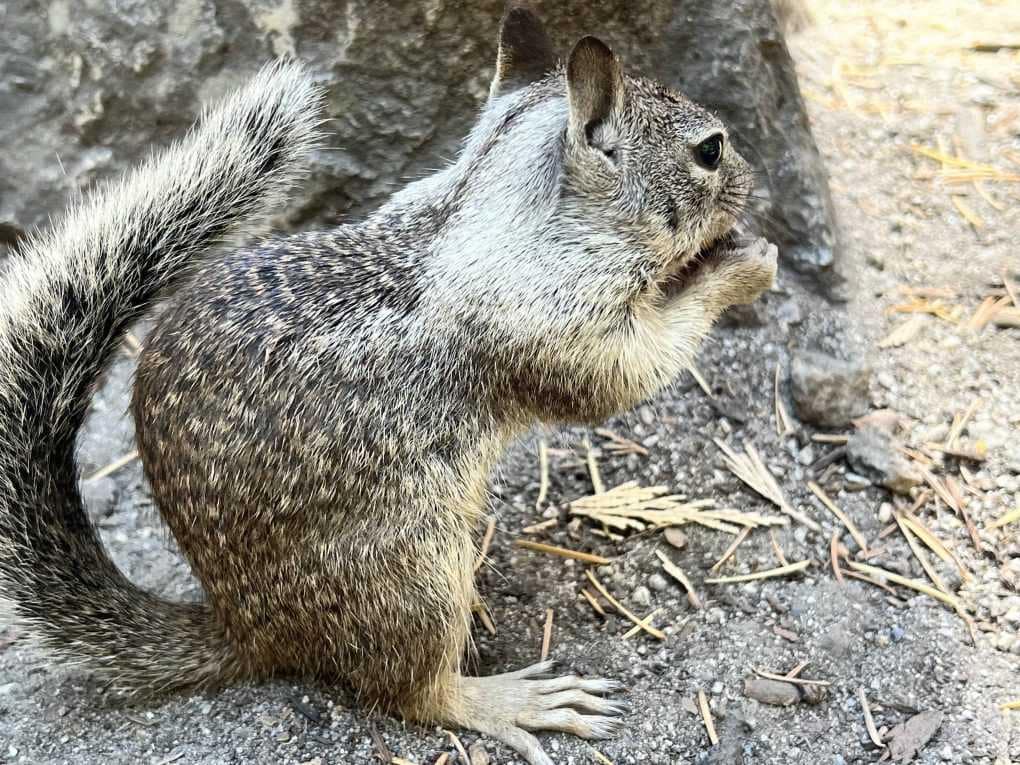 squirrel eating a nut