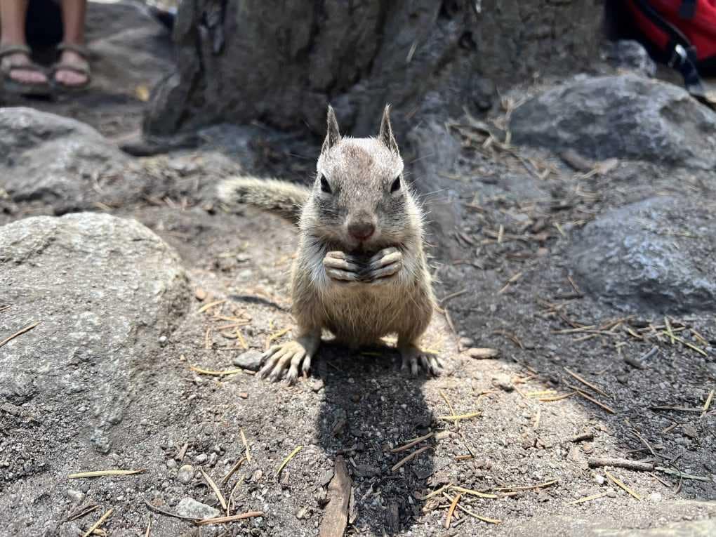 squirrel eating acorn