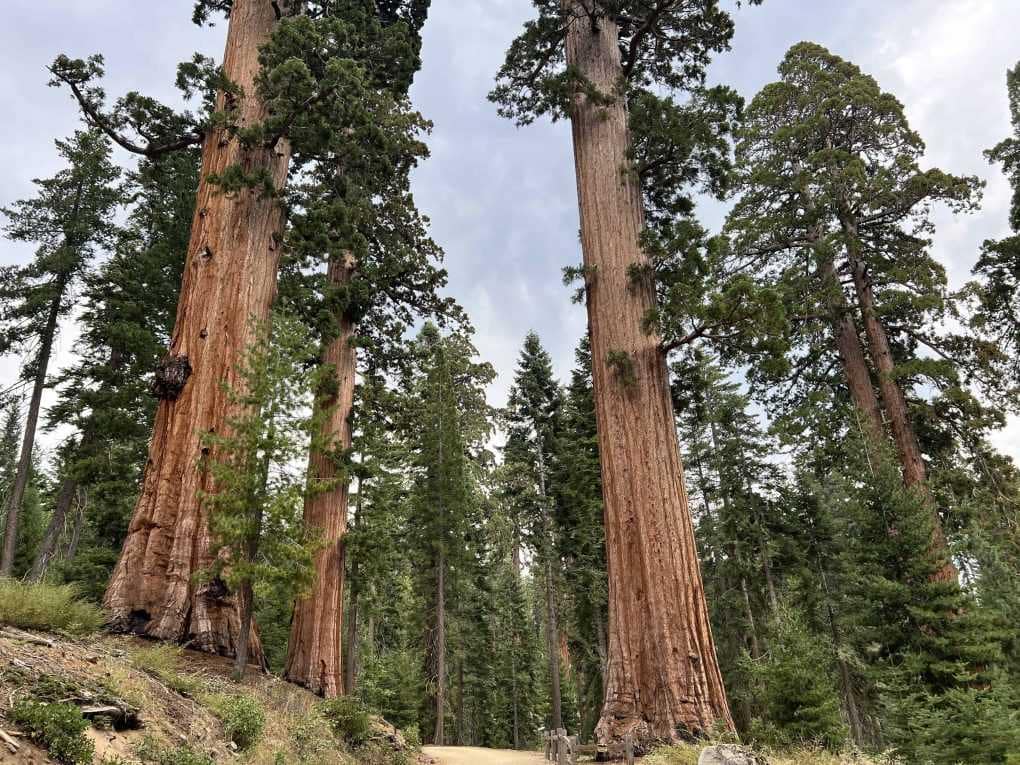 mariposa Grove of giant sequoias