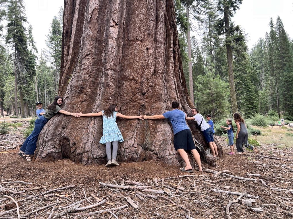 siblings reaching around huge tree