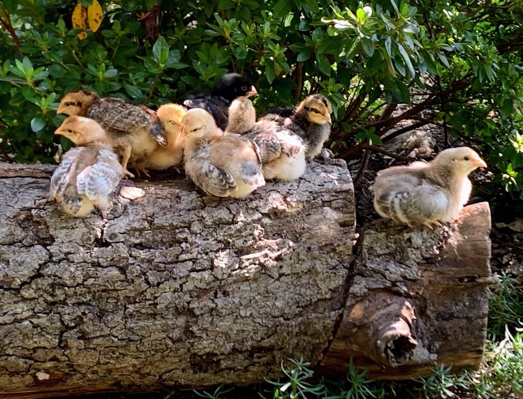 three week old chicks sitting on a hollow log