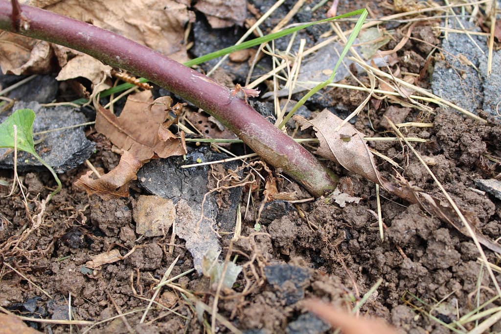 Propagating blackberry: Tip of blackberry bush bending over and growing into the ground, forming new roots.