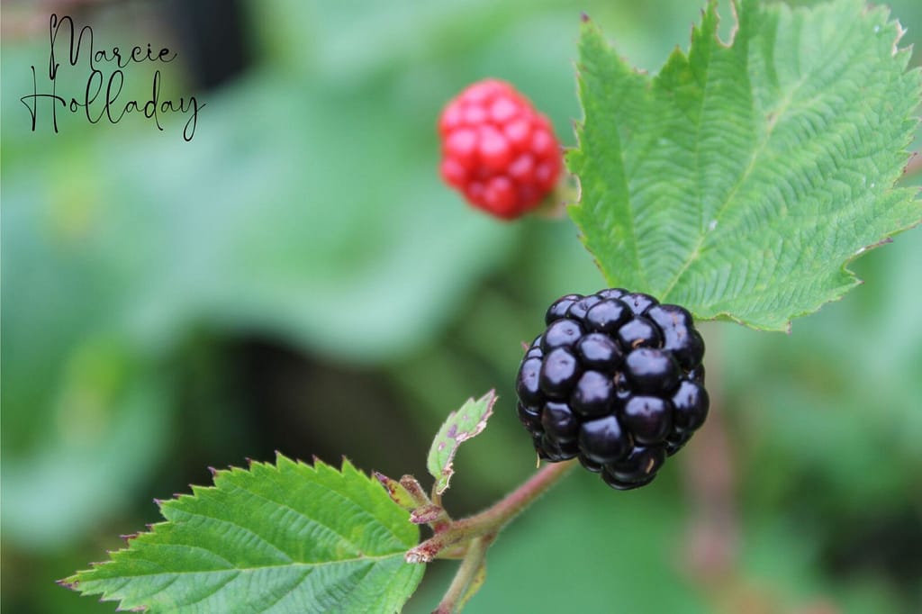 Close up of one ripe blackberry and one still red.