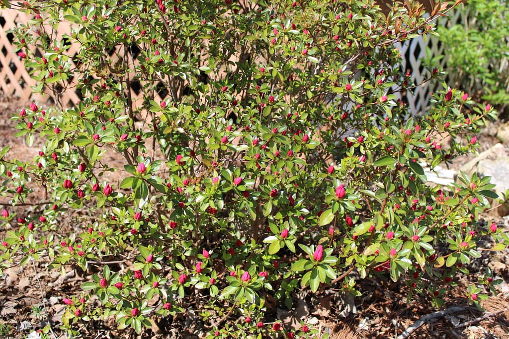 flame azalea with tiny pink buds on it.