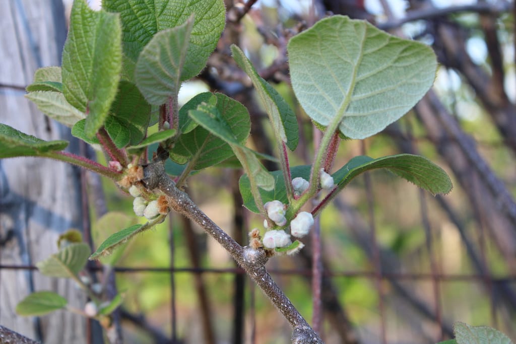 tiny baby kiwi fruit just starting to form in spring