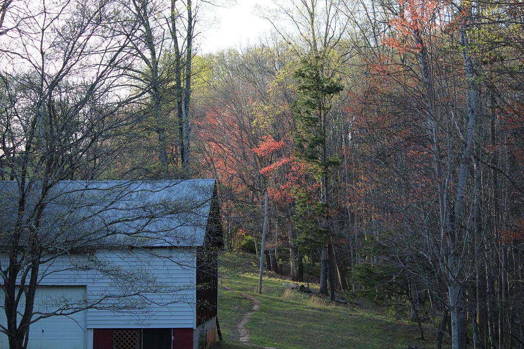 A barn in front of a forest in spring with the trees different shades of green.
