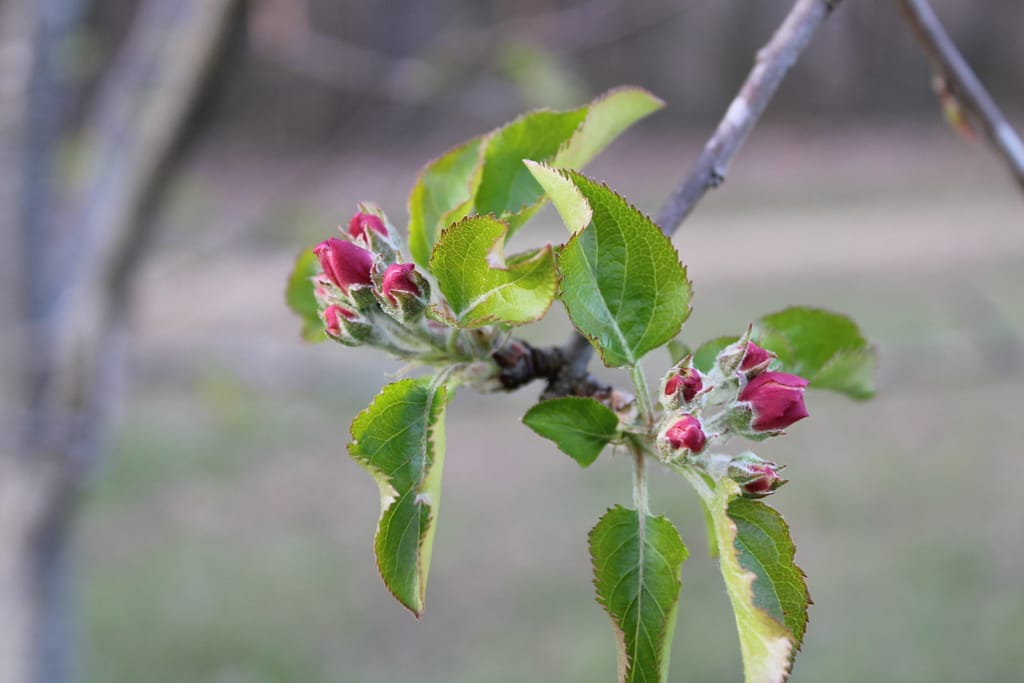 close up of a cherry tree with several cherry buds about to open into beautiful pink blossoms