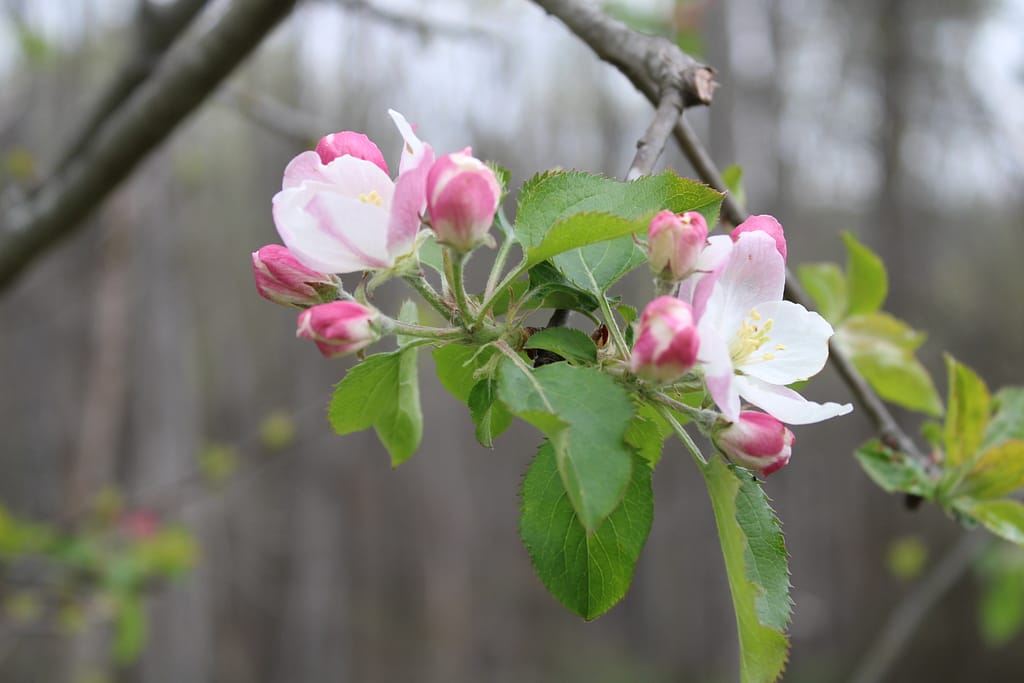 close up of a cherry tree in spring with cherry blossoms just starting to bloom.