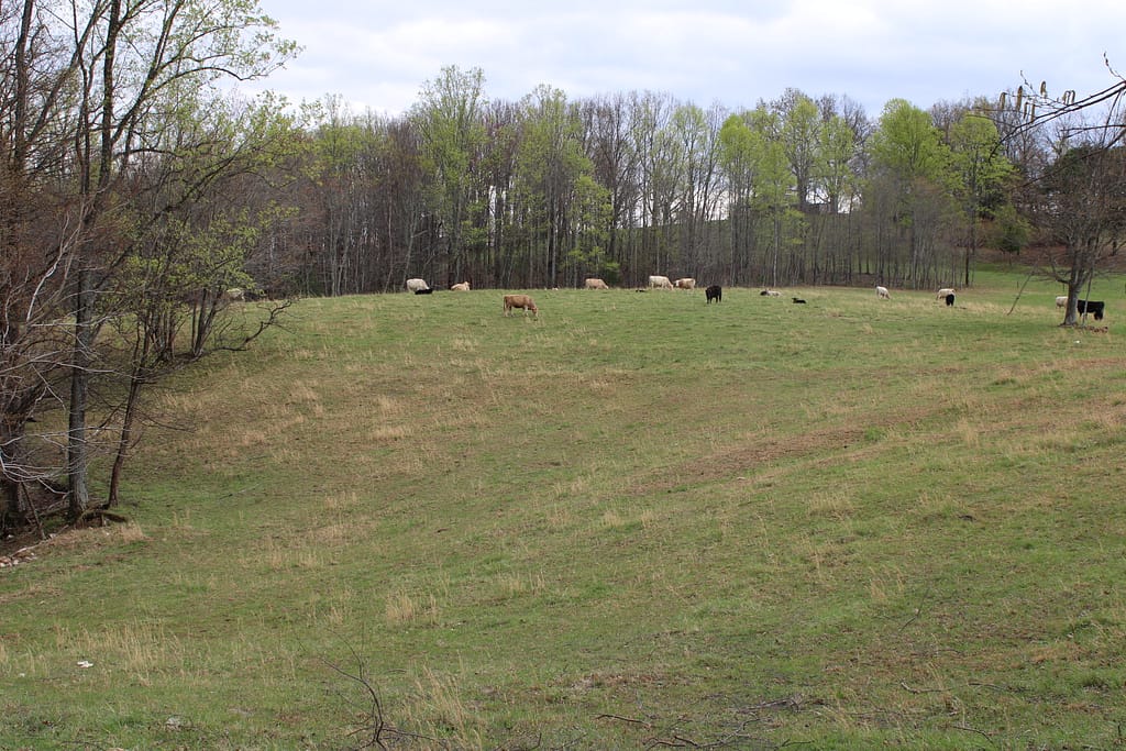 a herd of cows on a field in spring