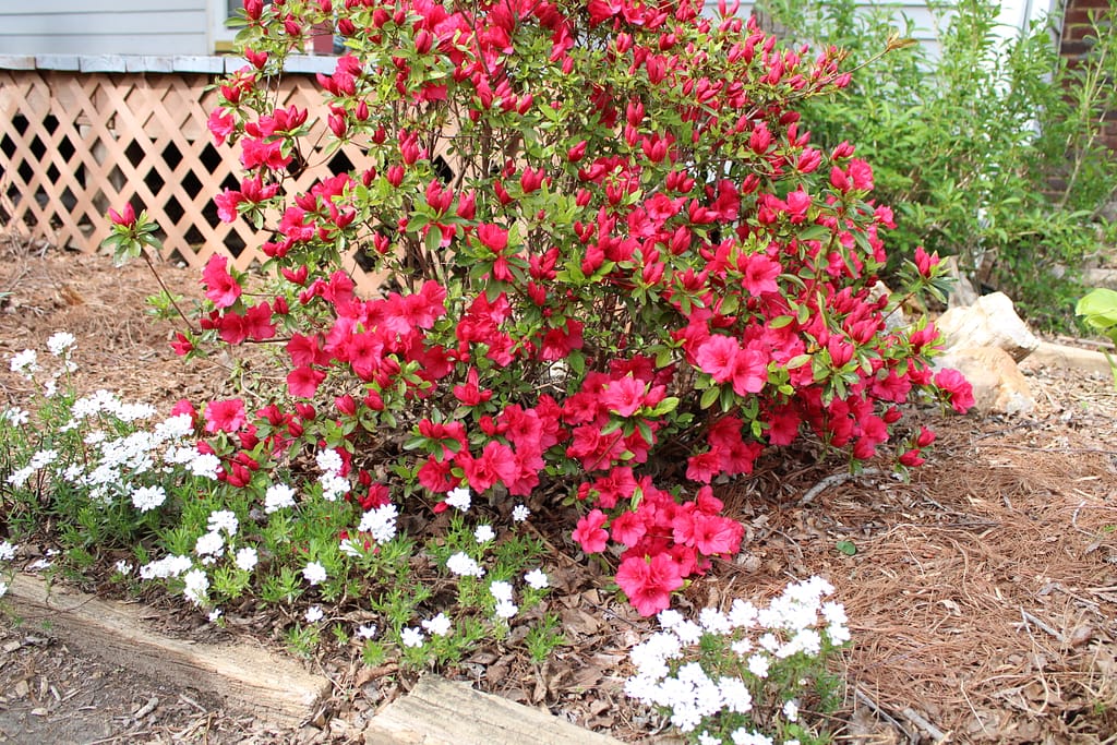 pink azalea mid bloom