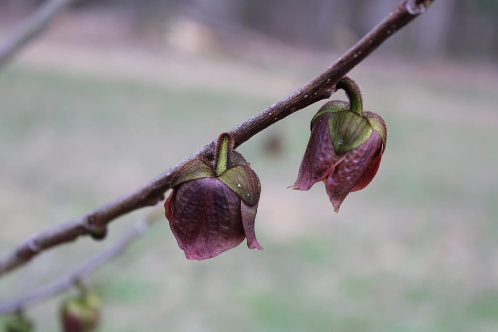 Closeup of a grapevine with two small leaf buds where grape leaves are about to emerge.