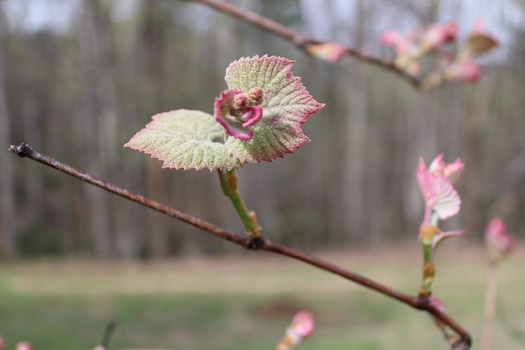 a grapevine unfurling a new pink and green flower.