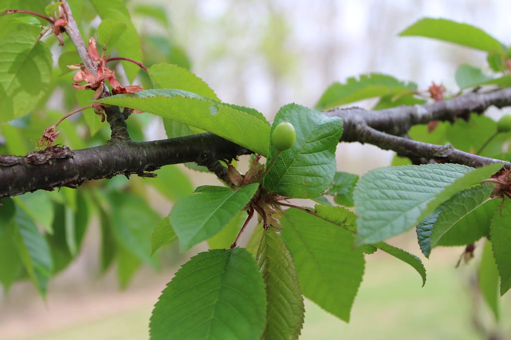 A cherry tree in spring with a tiny green cherry growing on it.