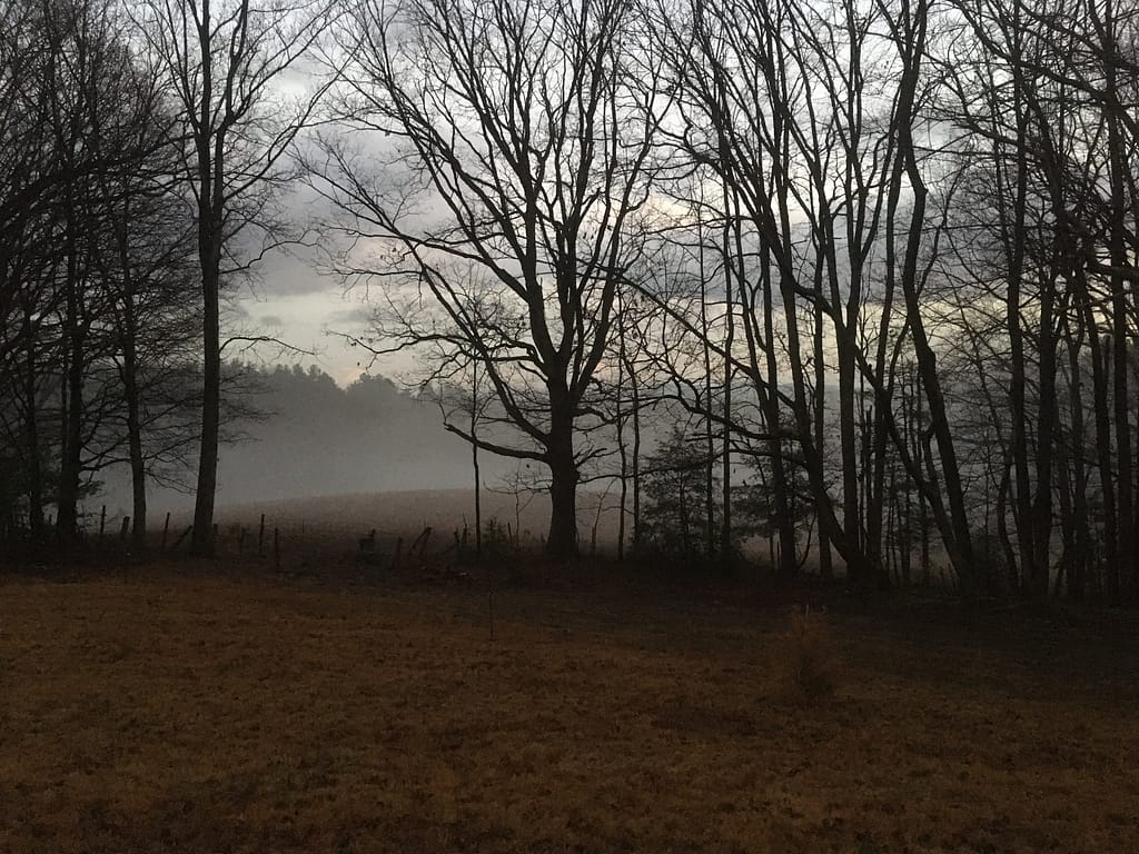 fog settling in a pasture with winter trees in foreground