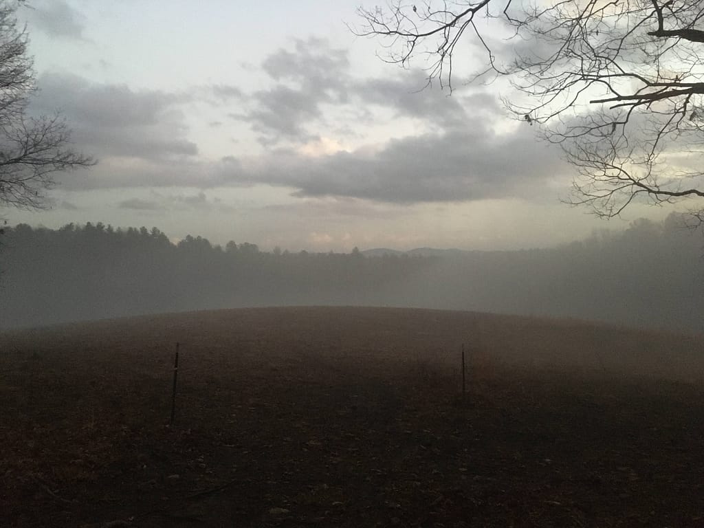 fog settling in a pasture surrounded by trees
