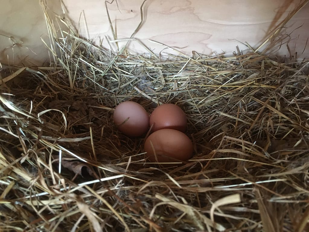 three eggs in a nesting box