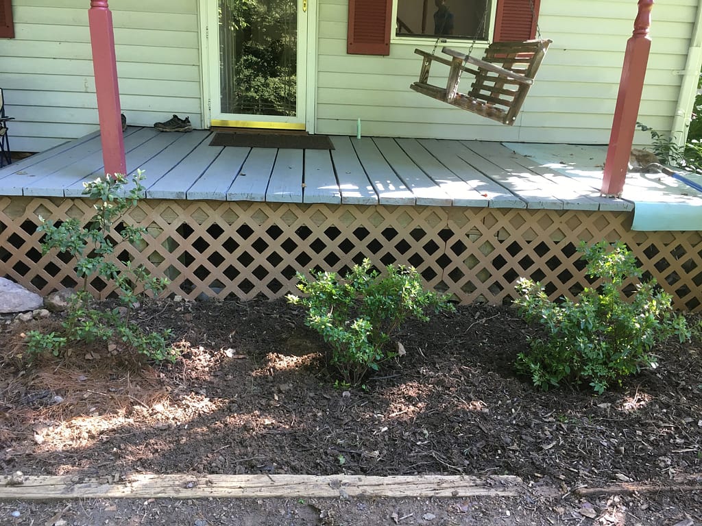 Front of house with 3 new azaleas planted using branches of a mature azalea.
