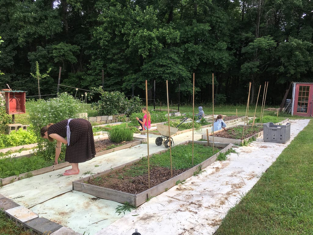 Children working in the family garden in June. 9 garden boxes. Kids pulling weeds.