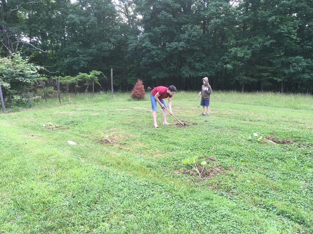 Kids planting pumpkins in a grassy field with woods behind them.