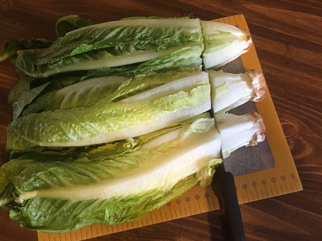 cutting 3 romaine lettuces