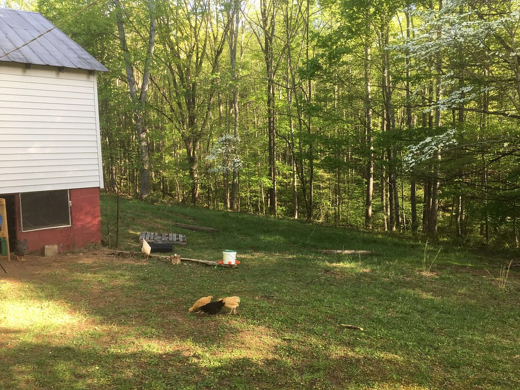 area by barn where chicken fence will go