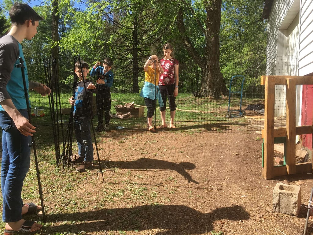 kids putting up a fence for chickens