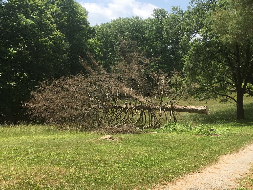 a Norway spruce tree cut down