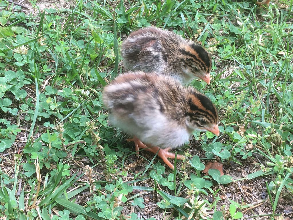2 baby guinea fowl