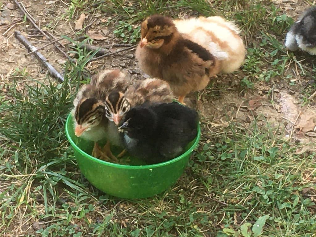 3 chicks in a cereal bowl