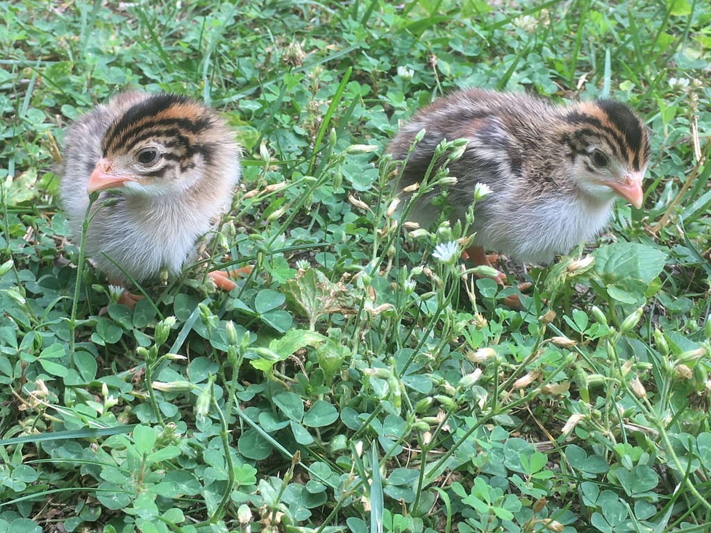 2 baby guinea fowl