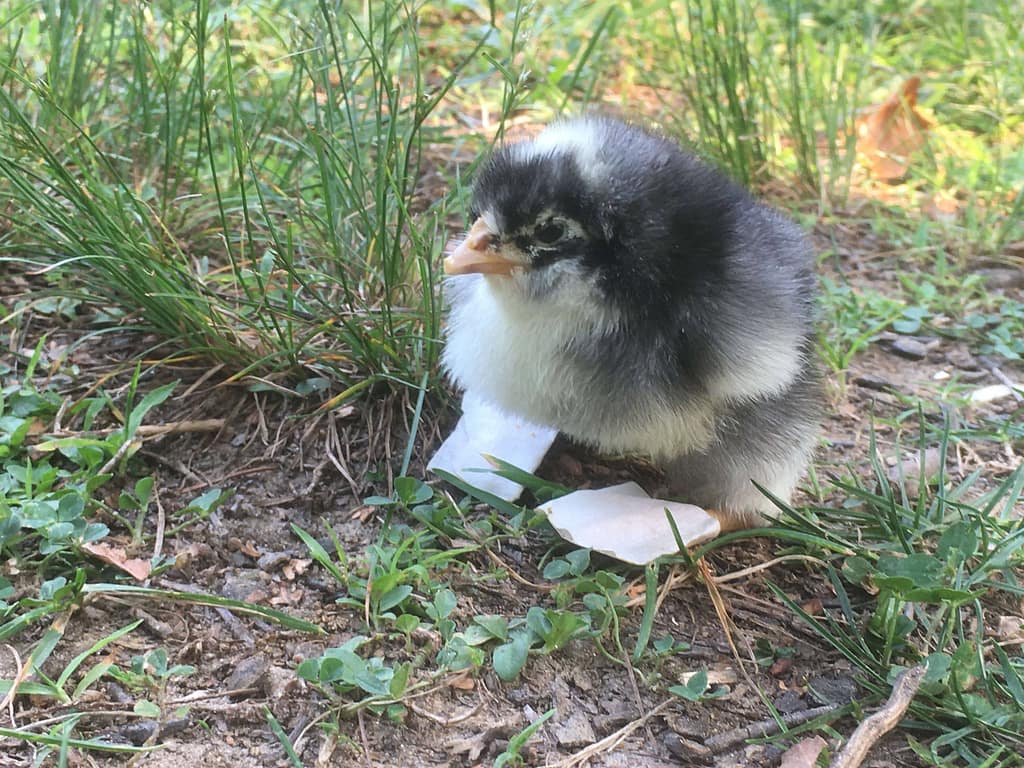 4 days old little black and white chick