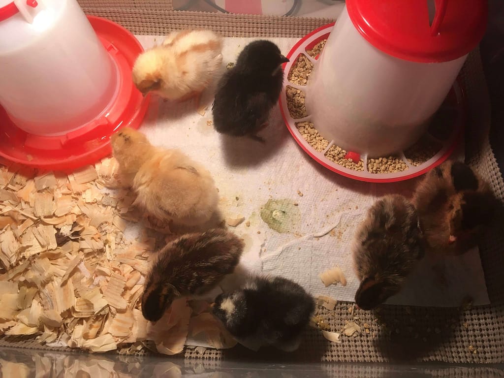 3 day old chicks