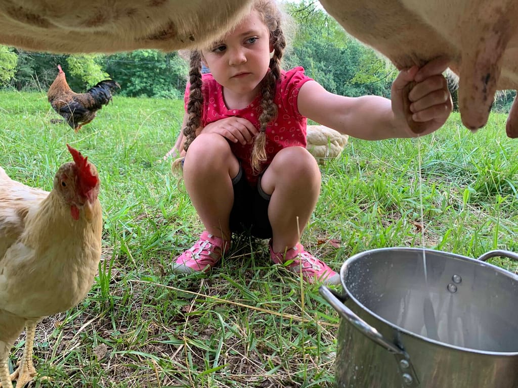 6 year old milks a cow while chickens run around