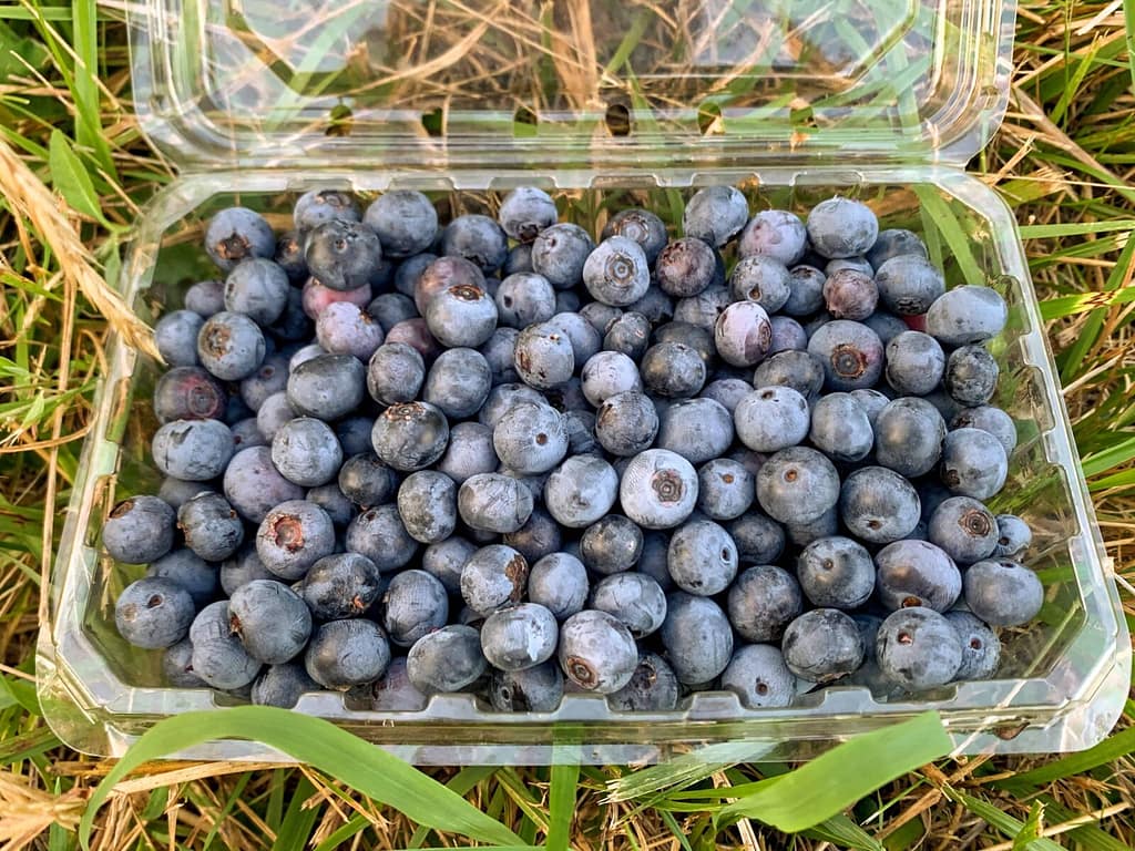 clear container of blueberries on the grass