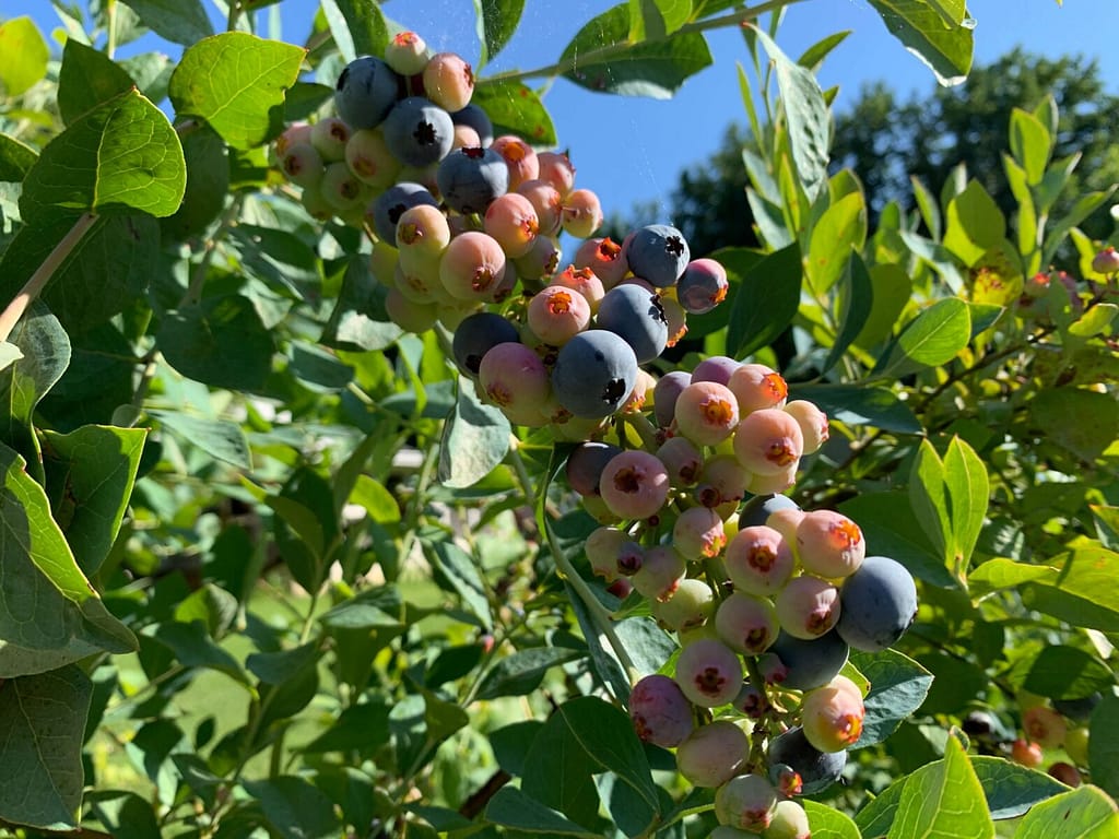 a huge 12" long cluster of blueberries