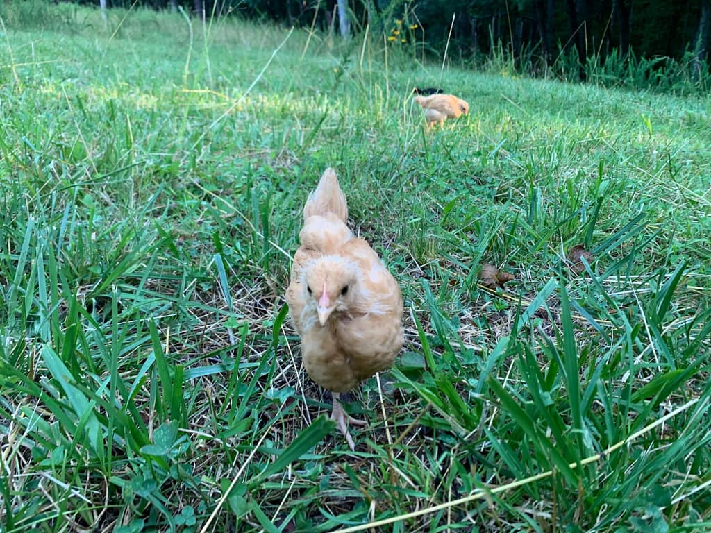5 week old orange chick pecking around the yard