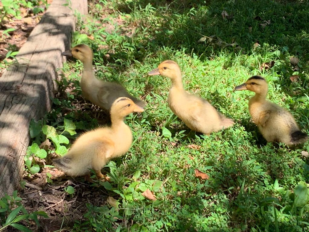 4 ducklings