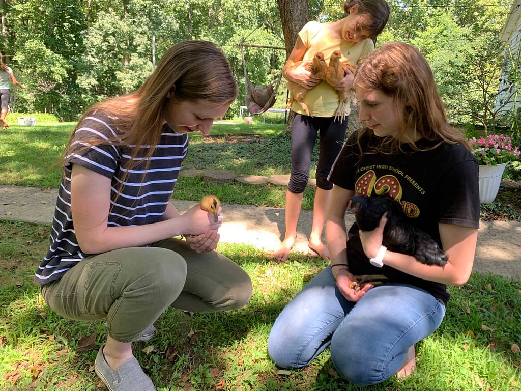sisters looking at chickens together