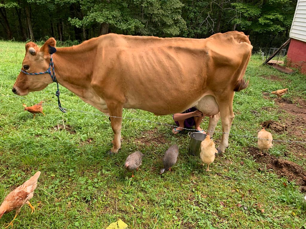 milking a jersey cow