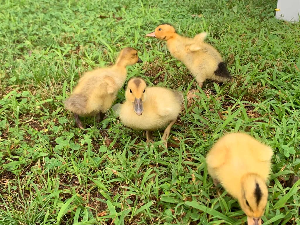 4 ducklings walking on grass