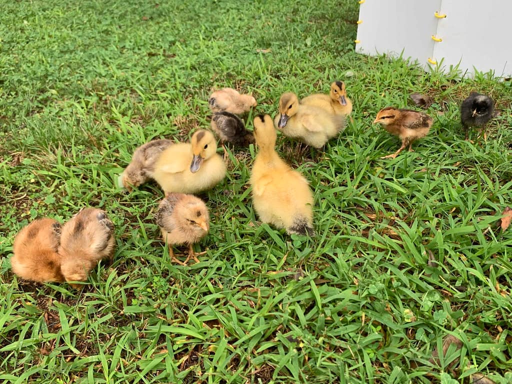 ducklings and chicks playing on the grass