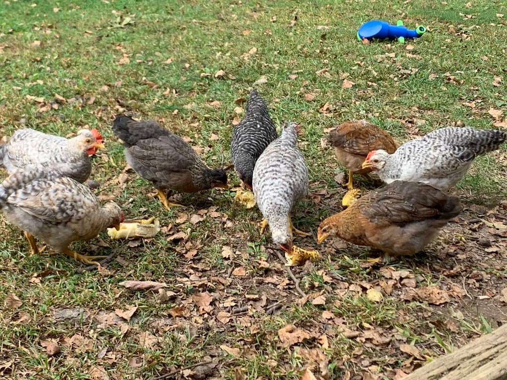 8 week old chicks